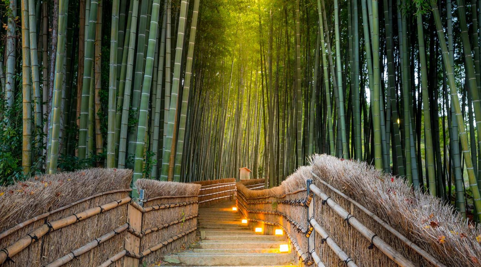 Arashiyama Bamboo Forest